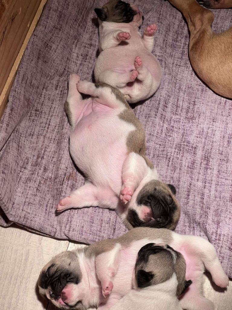 chiot Bouledogue français De L'étoile Précieuse